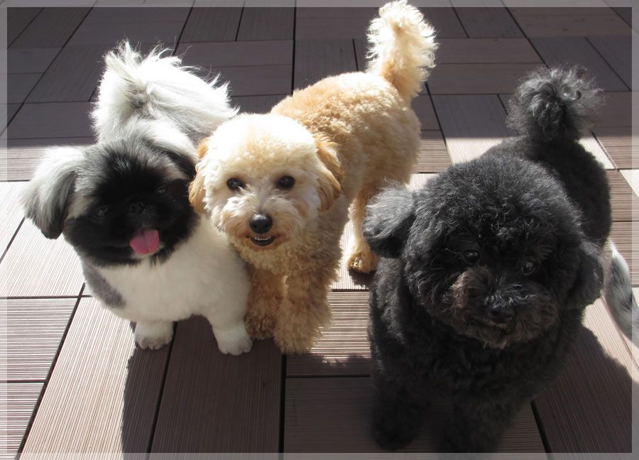 東京都港区のトリミングサロン Dogs Day Care Japanの5枚目