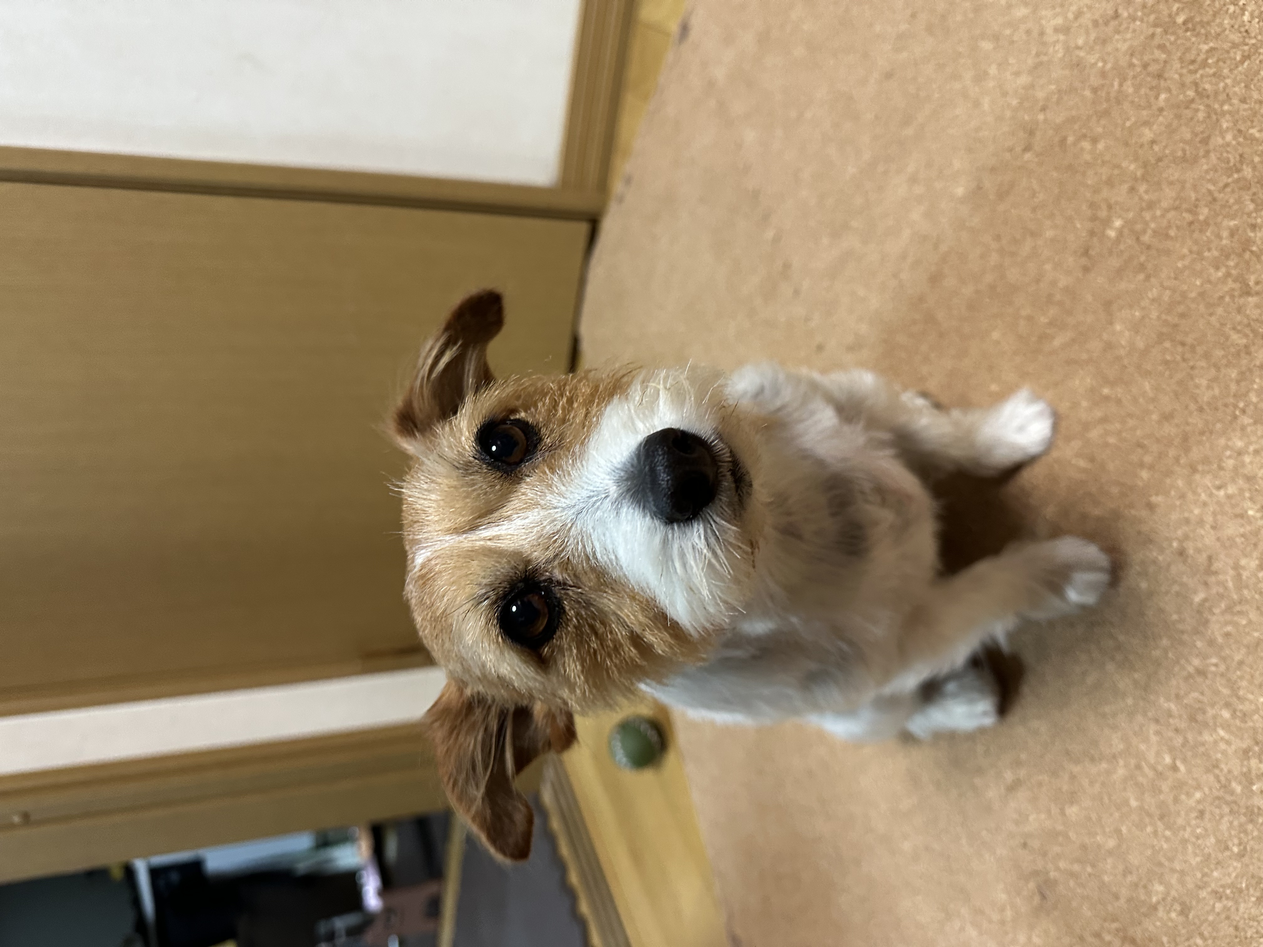 トリミングサロン ポコペロ・プール＆スパ里塚店の口コミ-681の1枚目