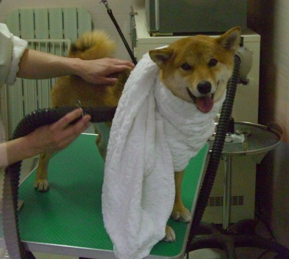 北海道伊達市のトリミングサロン SIT AND STAY  Dog groomingのサムネイル2枚目