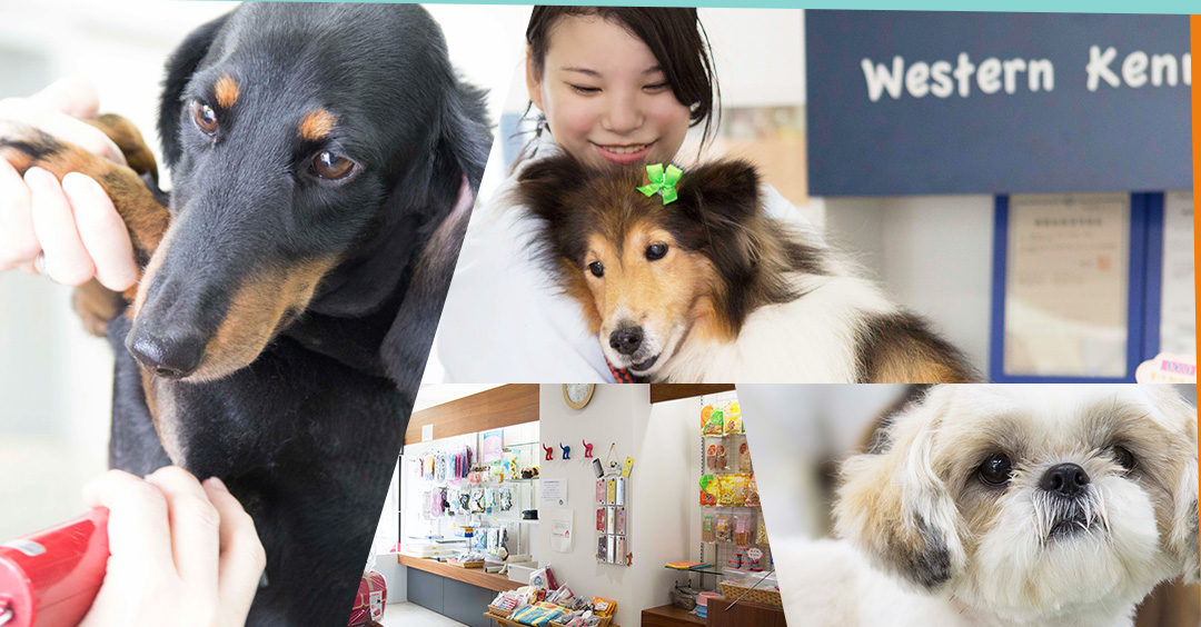神奈川県横浜市中区のトリミングサロン Western Kennel（ウエスタンケンネル）のサムネイル1枚目