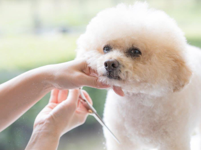 ILIOが掲げる「Total Dog Produce」