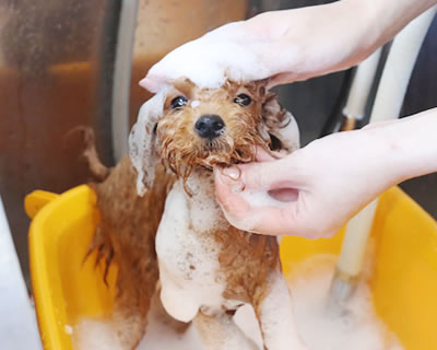 こめたろうハウス 1