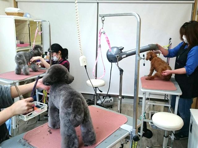 東京都あきる野市のトリミングサロン 愛犬美容院 メグの2枚目