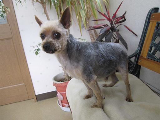 ペットの床屋　ラムネ 3