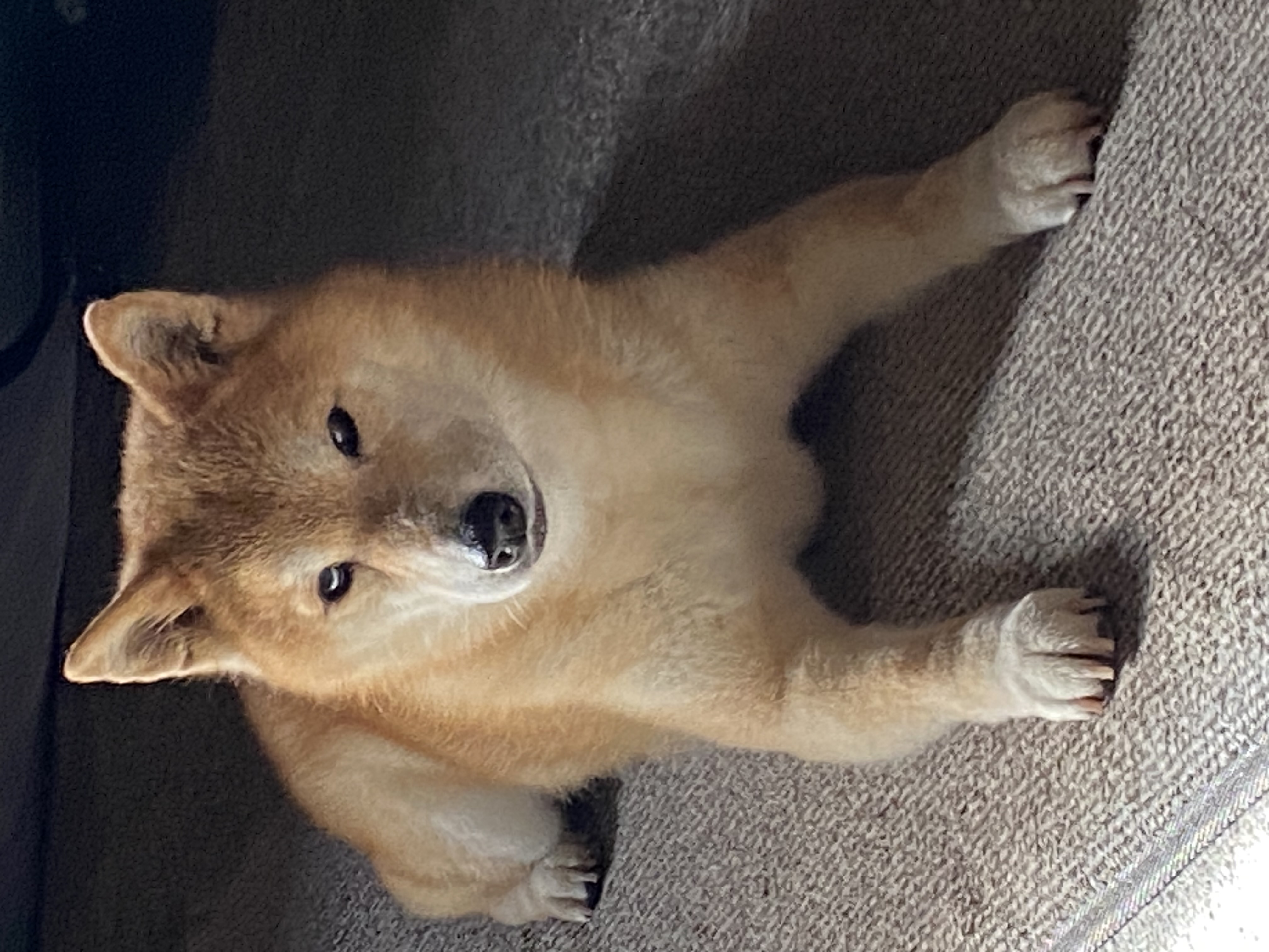 トリミングサロン 愛犬の美容室ジェイワンの口コミ-454の1枚目
