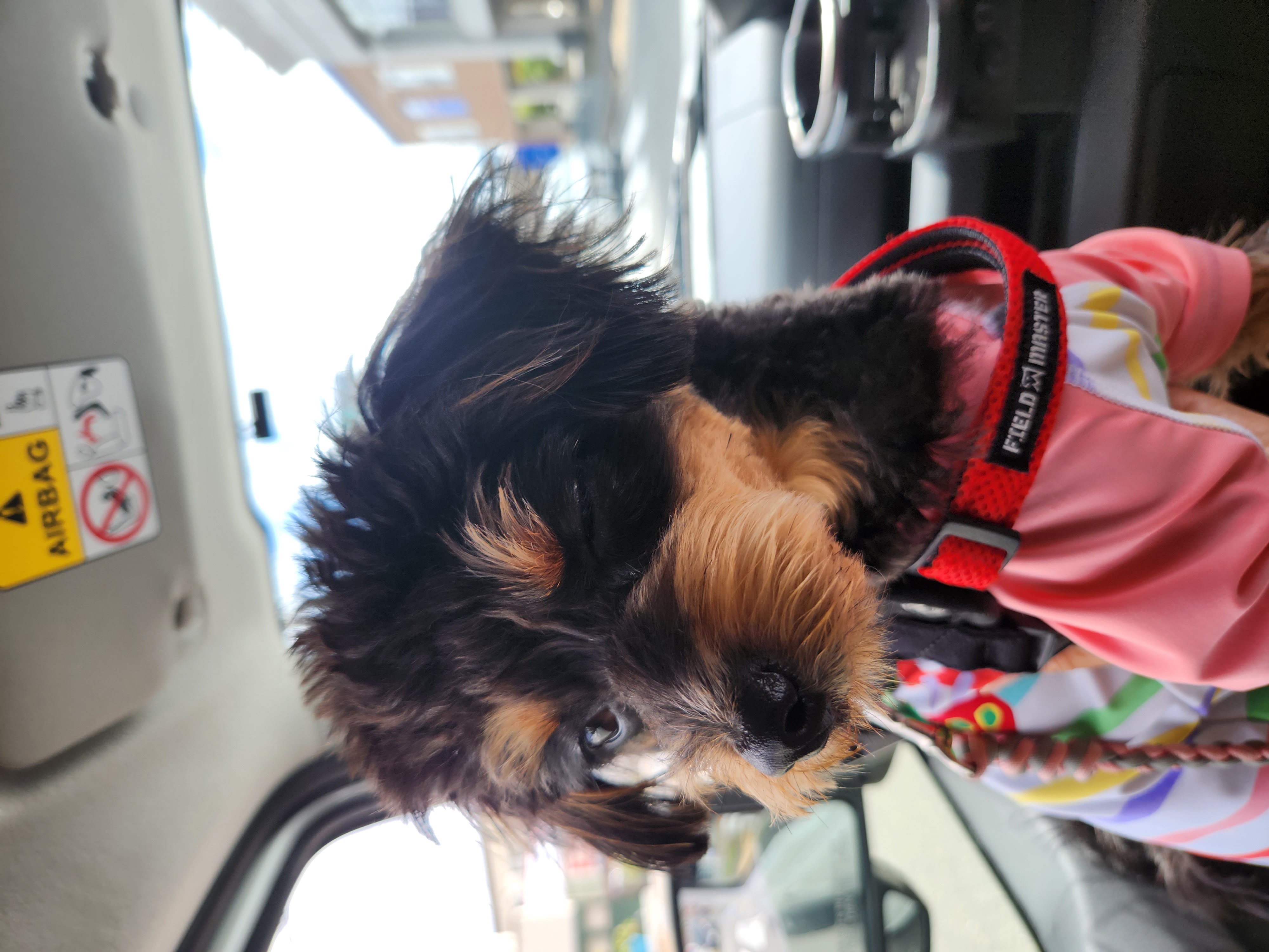 トリミングサロン 愛犬の美容室ジェイワンの口コミ-480の1枚目