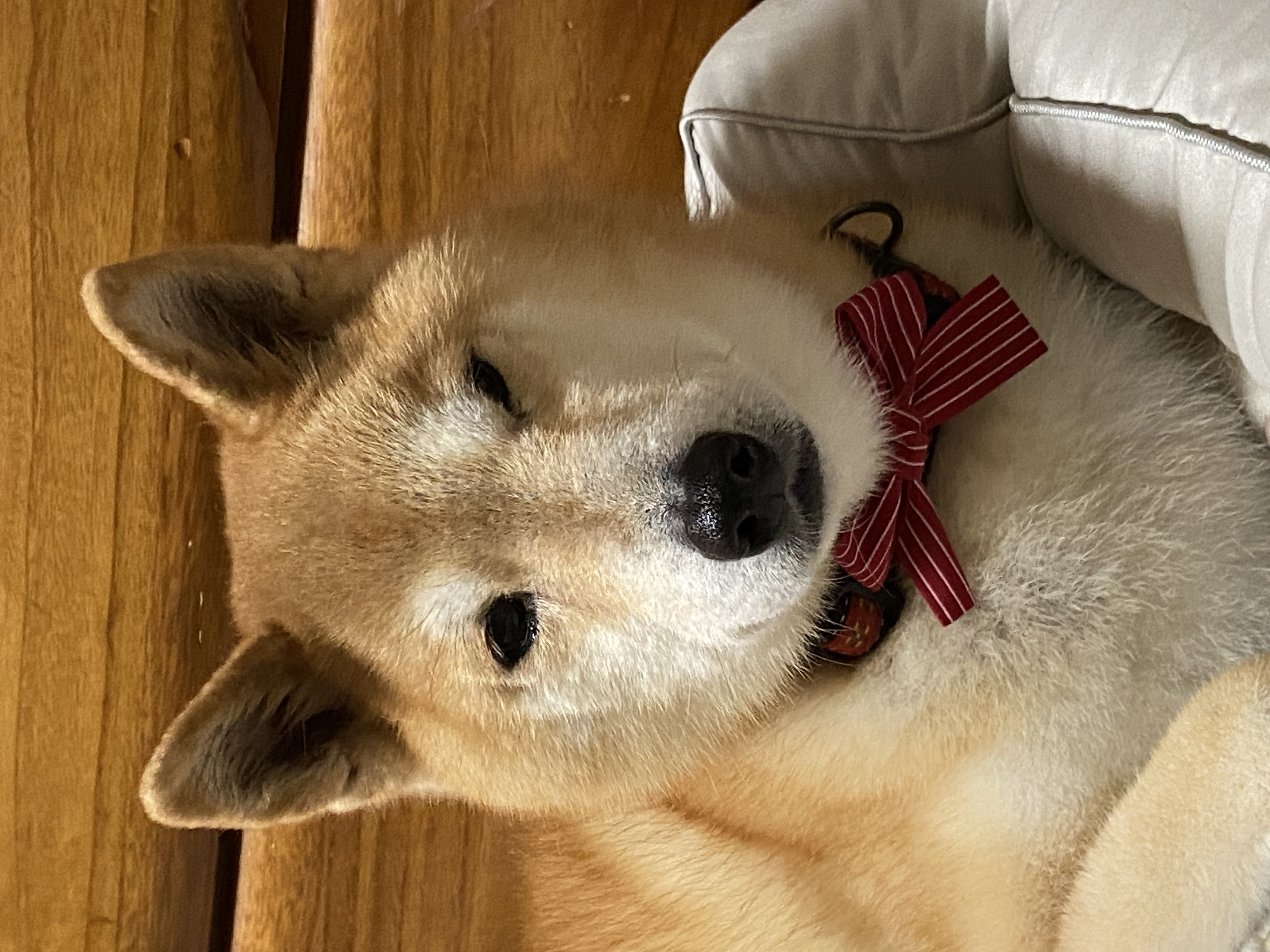 トリミングサロン 愛犬の美容室ジェイワンの口コミ-523の1枚目