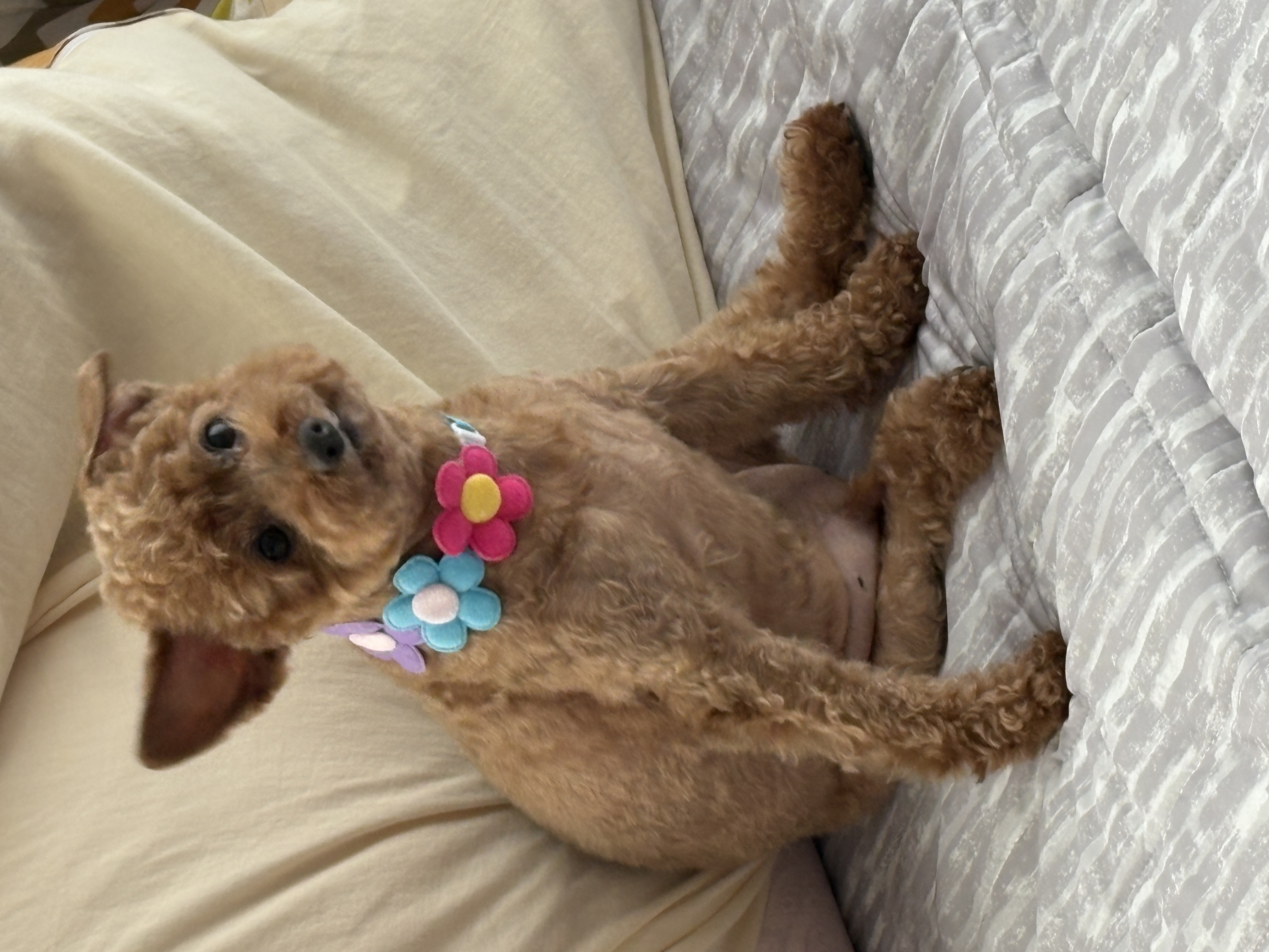 トリミングサロン 愛犬の美容室ジェイワンの口コミ-645の1枚目