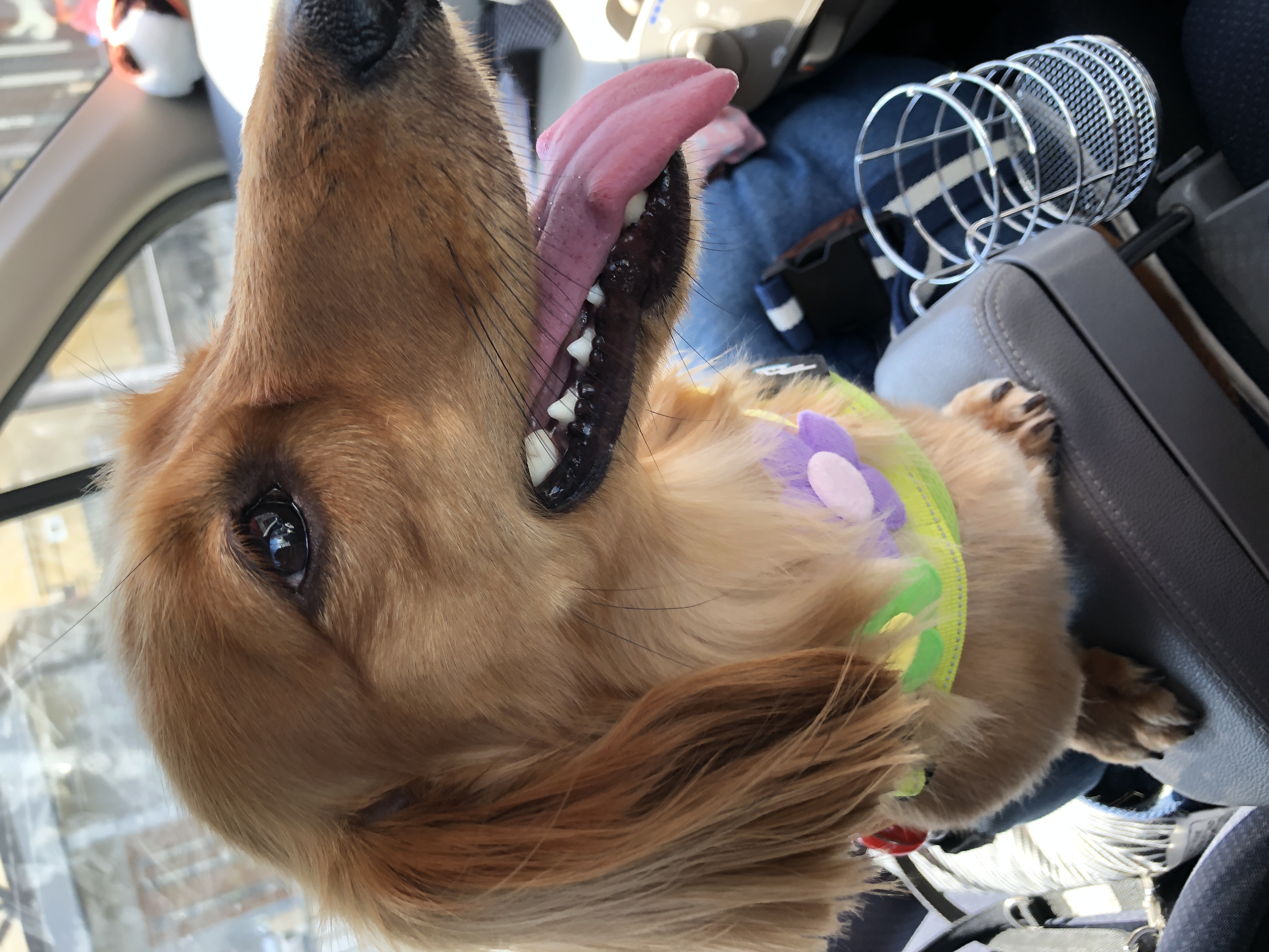 トリミングサロン 愛犬の美容室ジェイワンの口コミ-646の1枚目