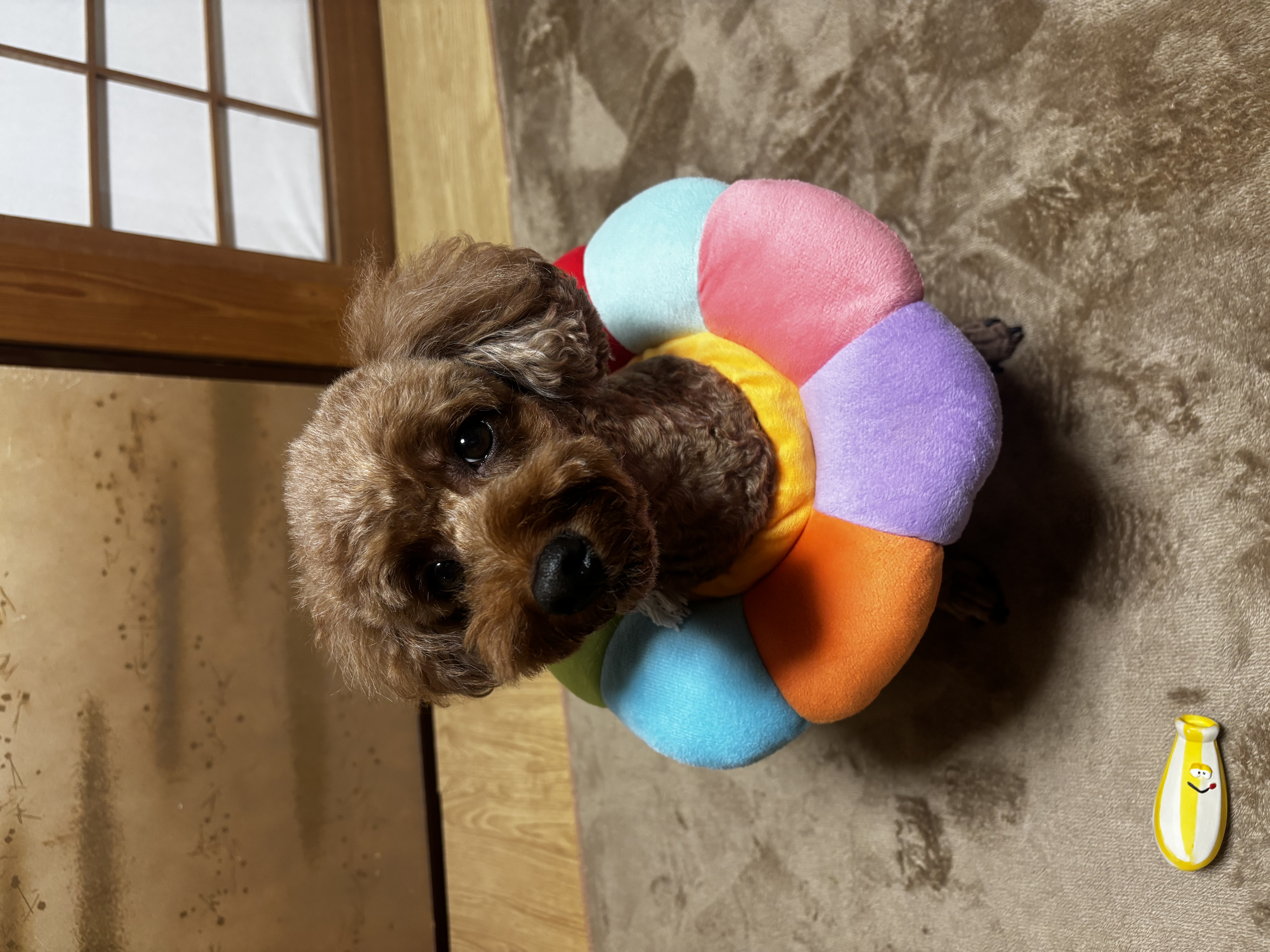 トリミングサロン 愛犬の美容室ジェイワンの口コミ-667の1枚目