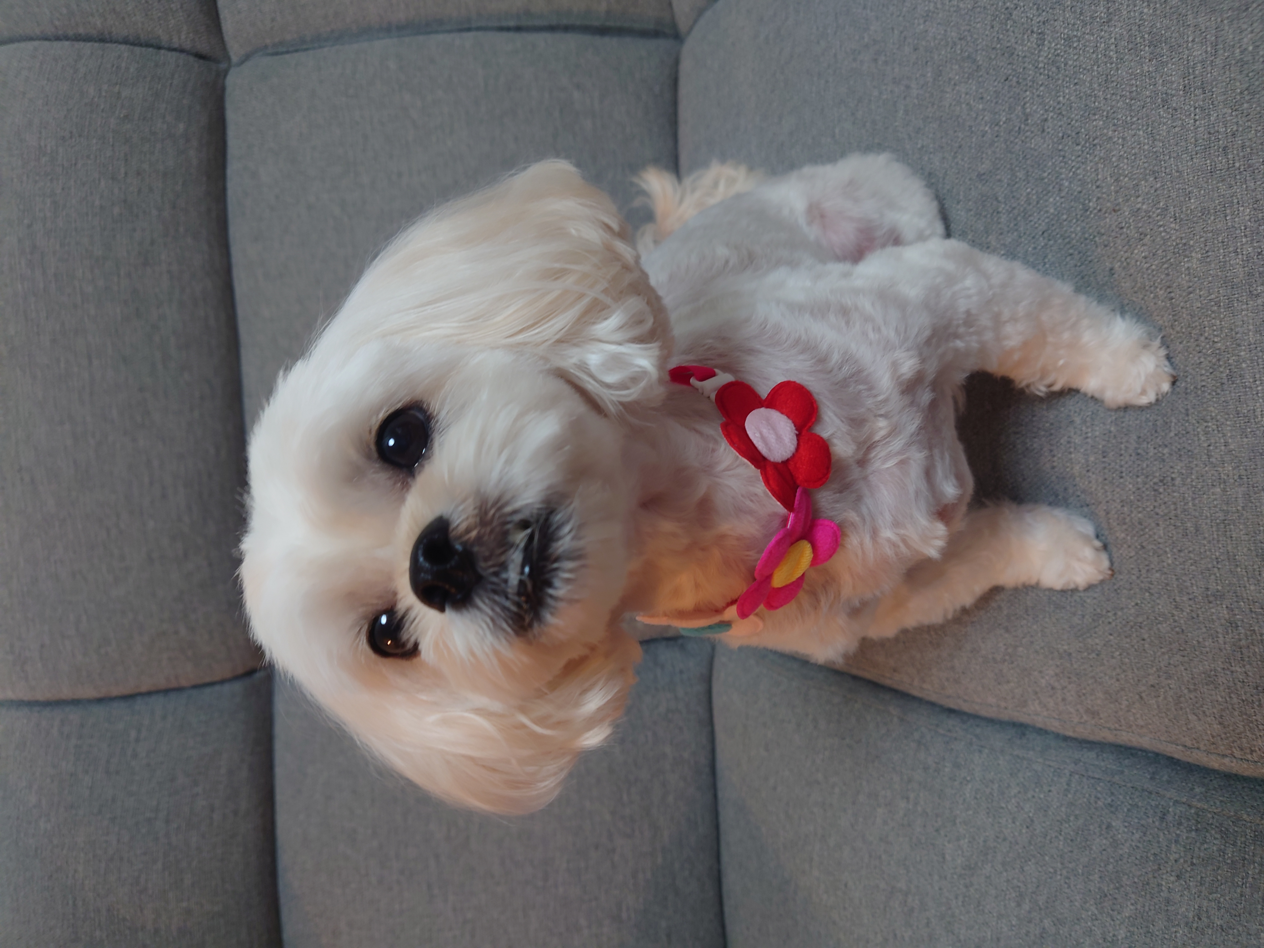 トリミングサロン 愛犬の美容室ジェイワンの口コミ-679の1枚目