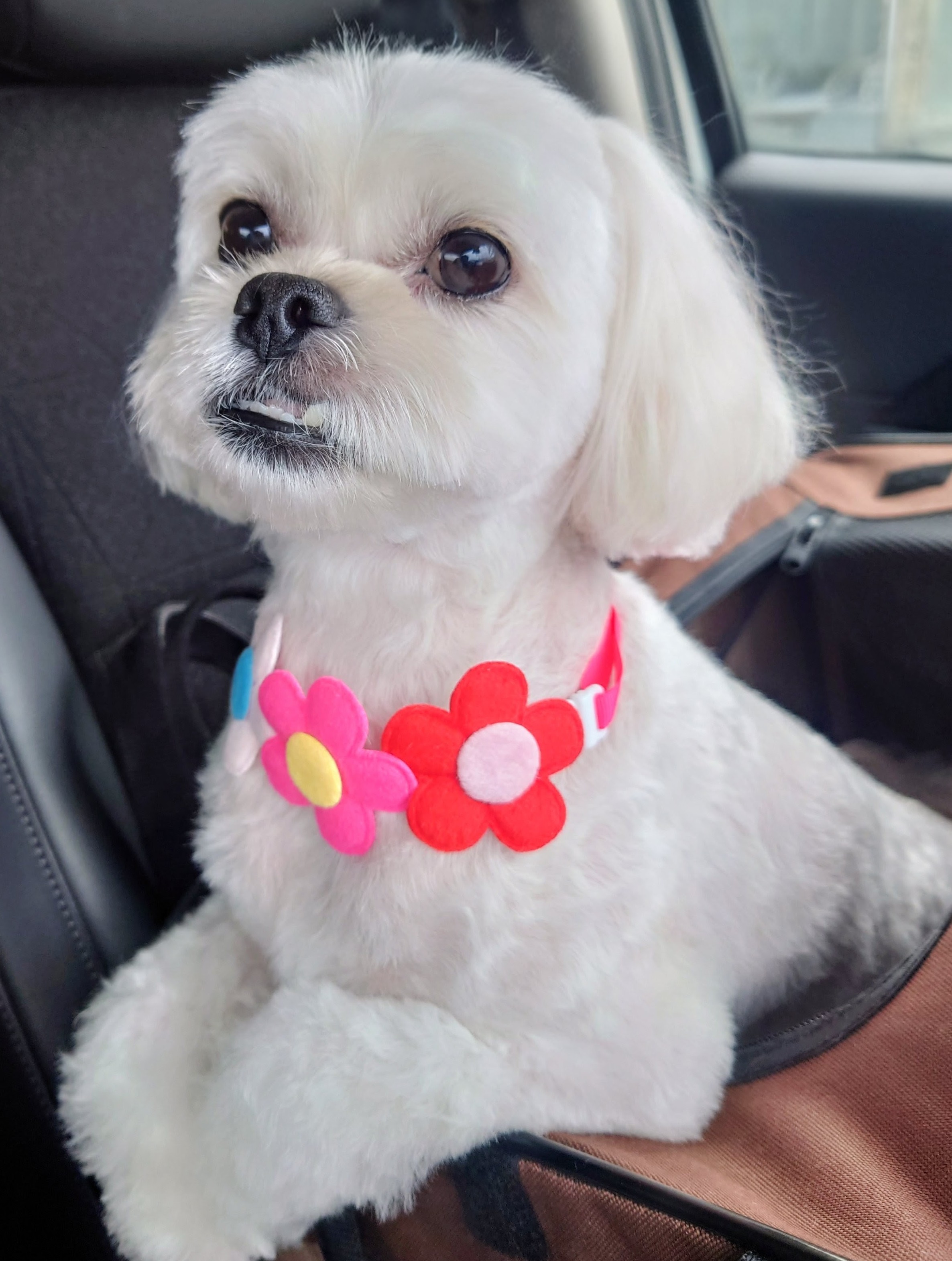 トリミングサロン 愛犬の美容室ジェイワンの口コミ-679の2枚目