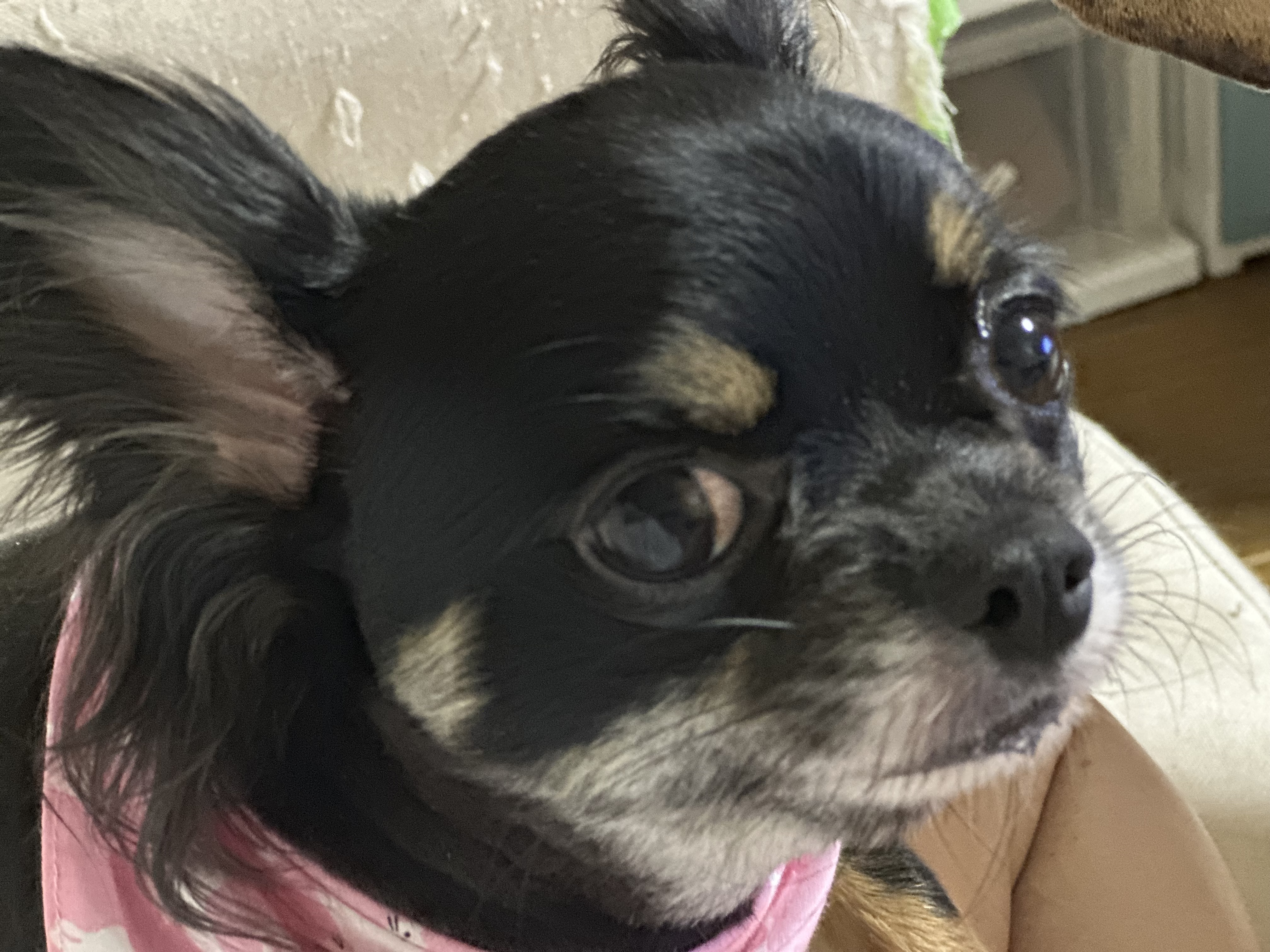トリミングサロン DOG　SALON　ぼくのいえの口コミ-476の1枚目