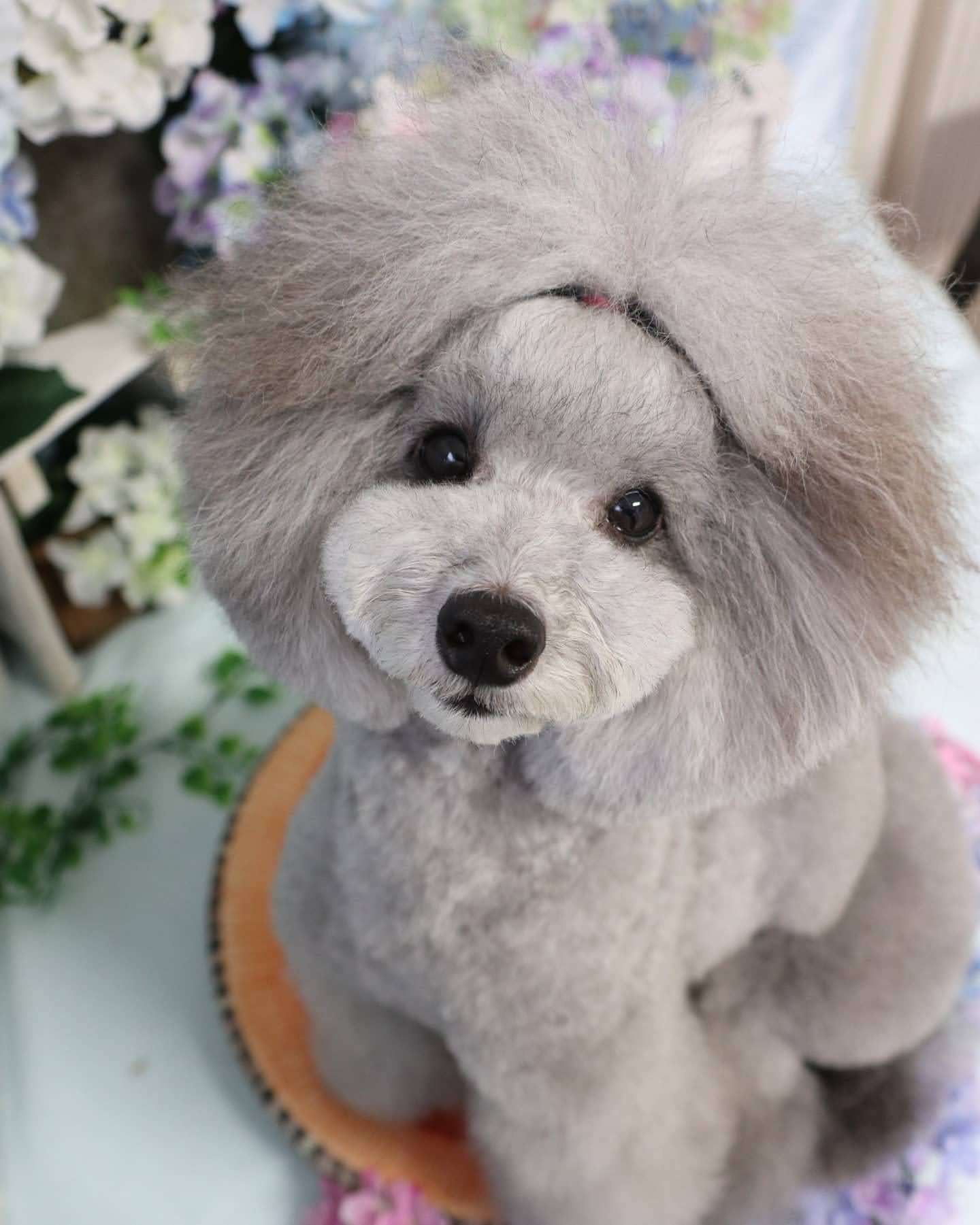 香川県高松市のトリミングサロン LeaLea dogの10枚目