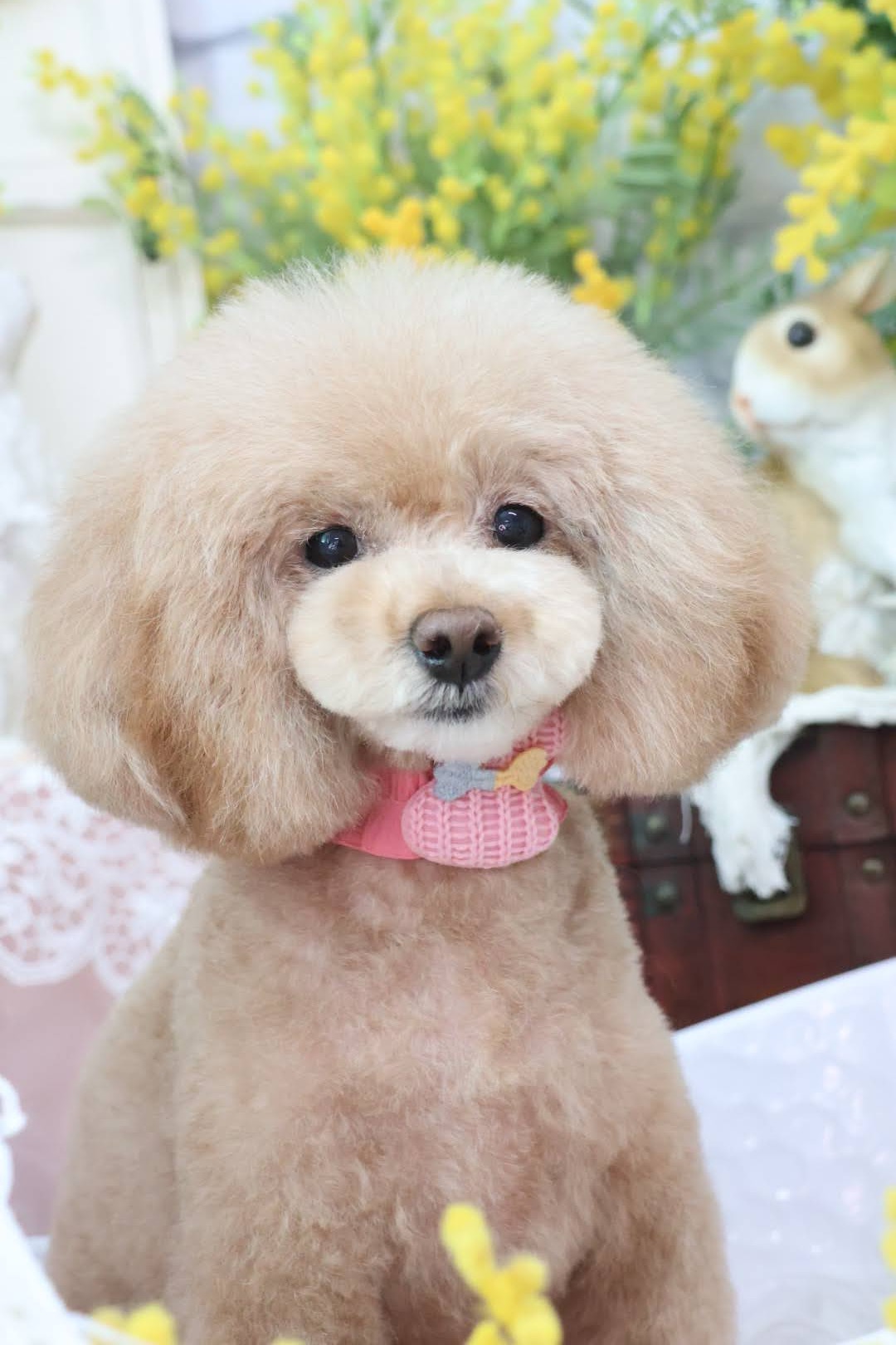 香川県高松市のトリミングサロン LeaLea dogの6枚目