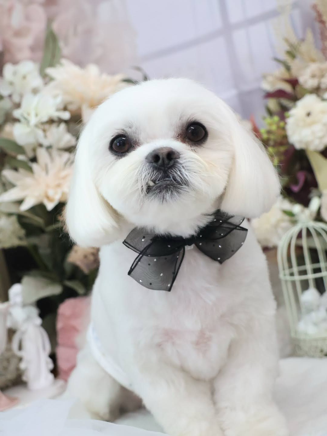 香川県高松市のトリミングサロン LeaLea dogの9枚目