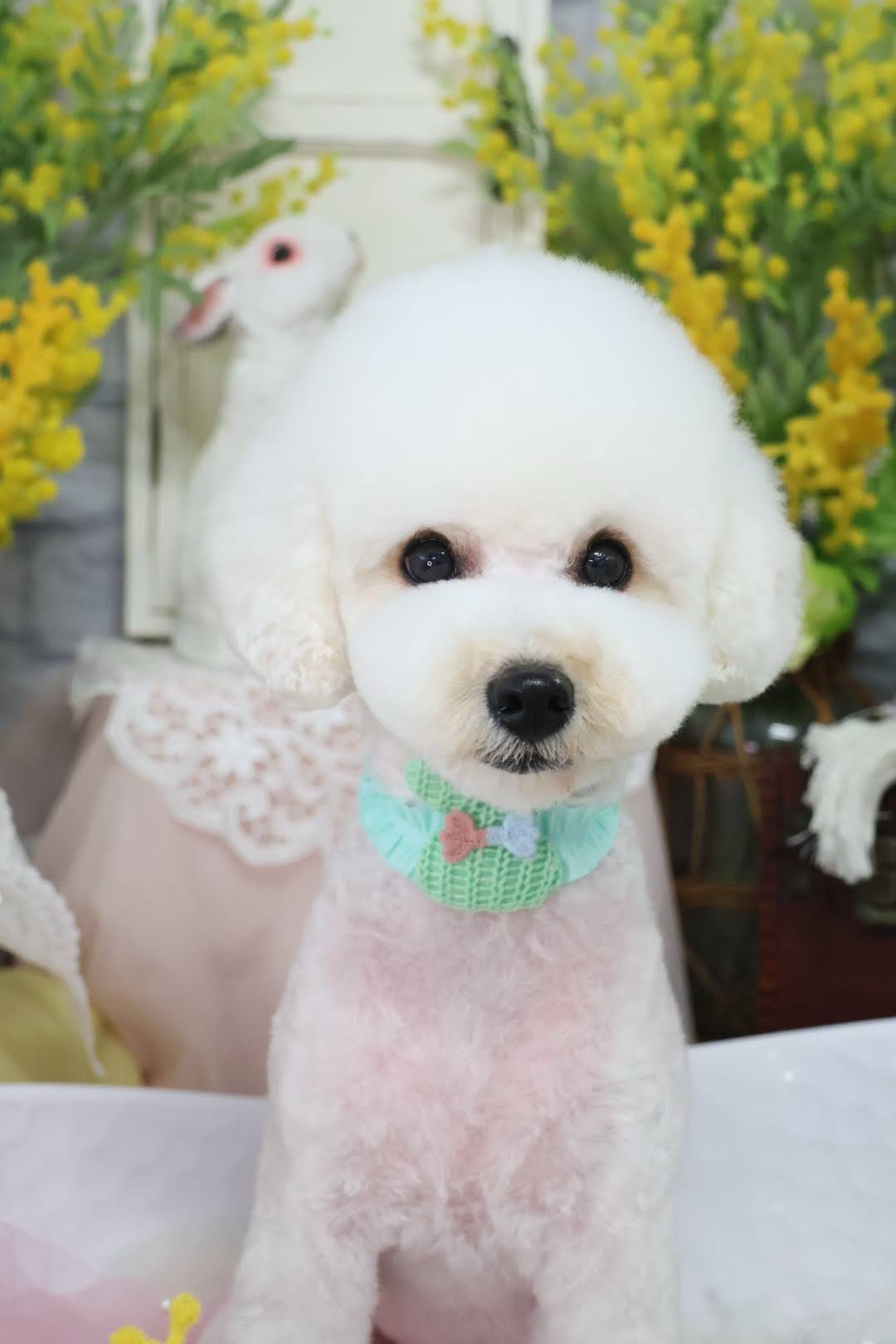 香川県高松市のトリミングサロン LeaLea dogの7枚目