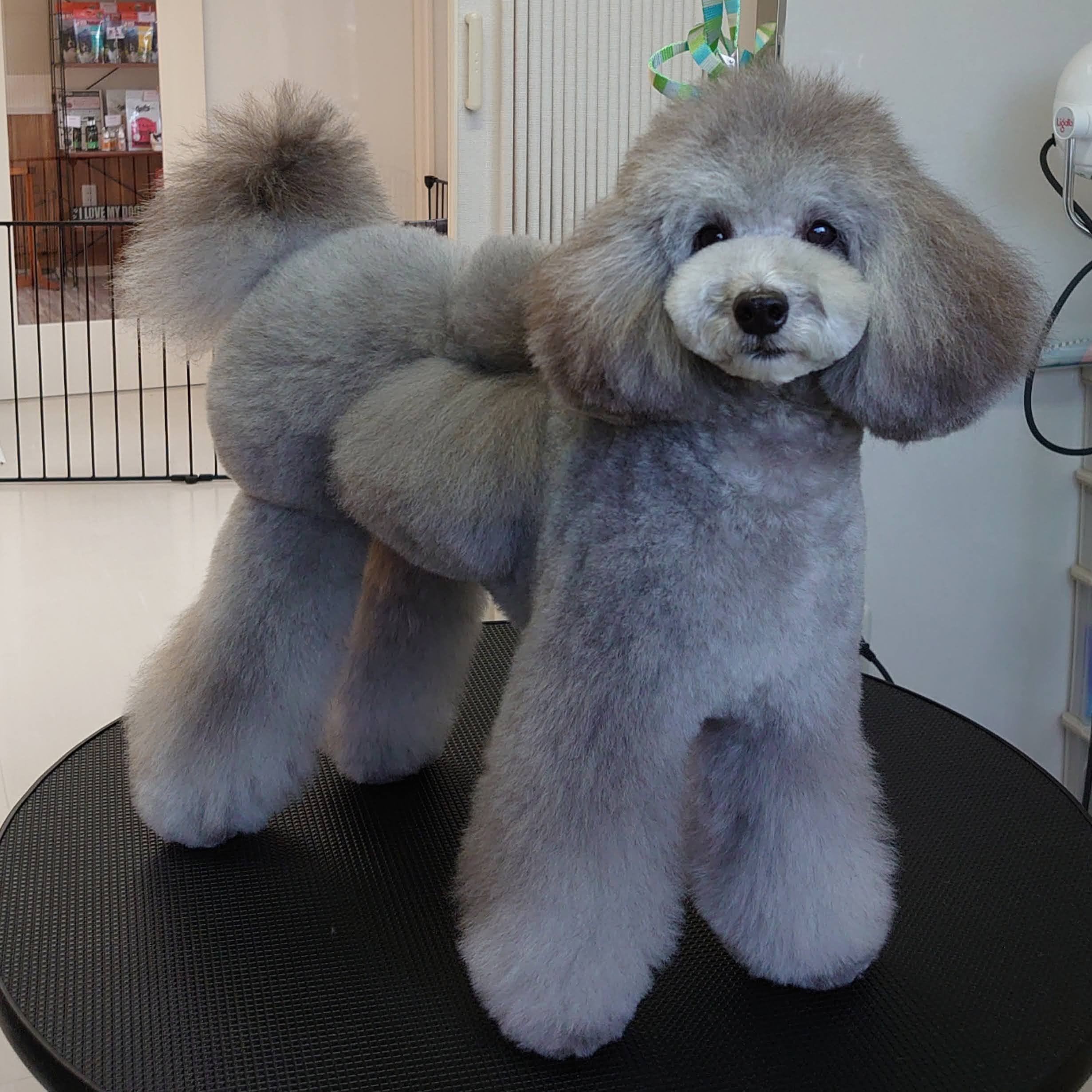 香川県高松市のトリミングサロン LeaLea dogの11枚目