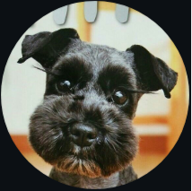 Dog Salon KaiZ 1