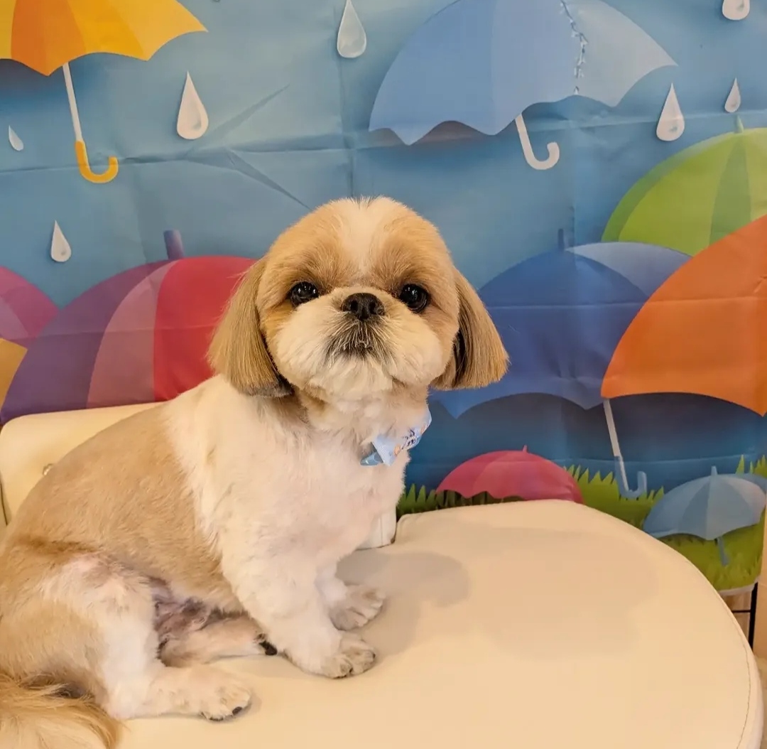 犬のとこや のと 3