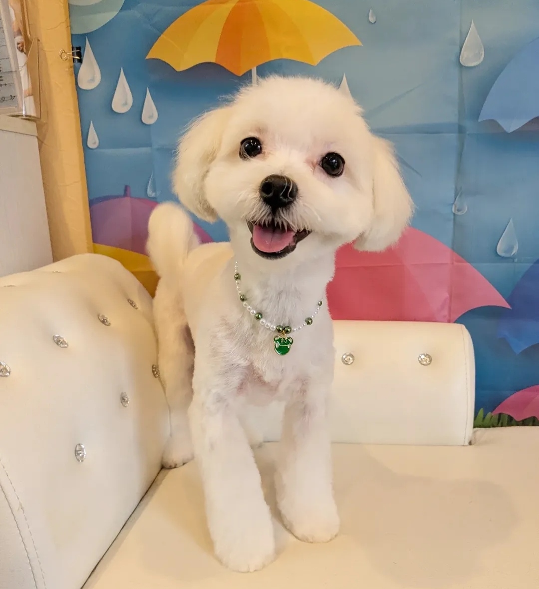 犬のとこや のと 5