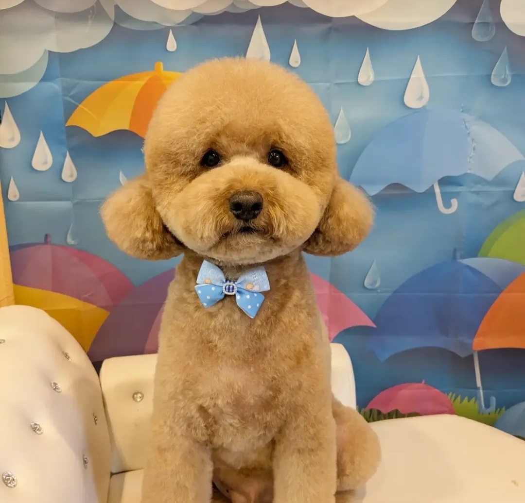 犬のとこや のと 4