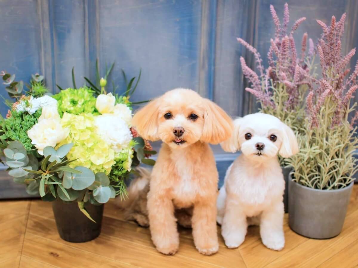 東京都文京区のトリミングサロン Komachi Tokyo otowaの3枚目
