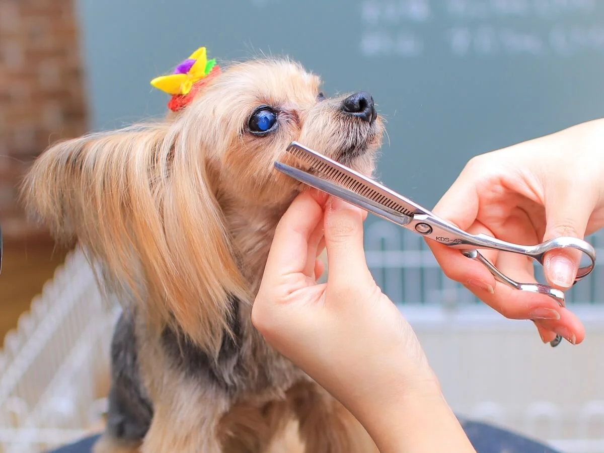 全ては愛犬との健康で素敵な生活のために!オンリーワンメニューをご提供いたします
