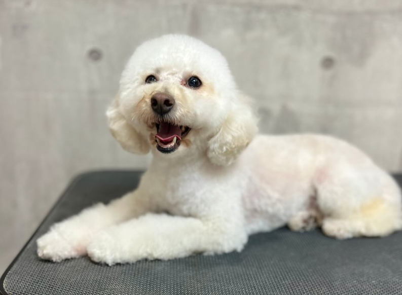 トイプードルのトリミングカット Dog salon CHARMEの1枚目