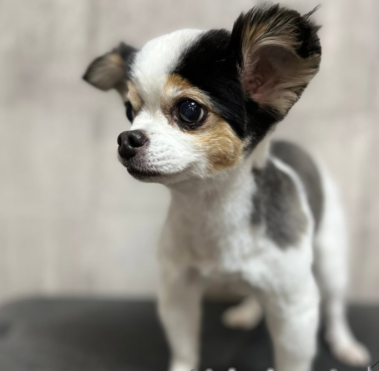 チワワのトリミングカット Dog salon CHARMEの1枚目