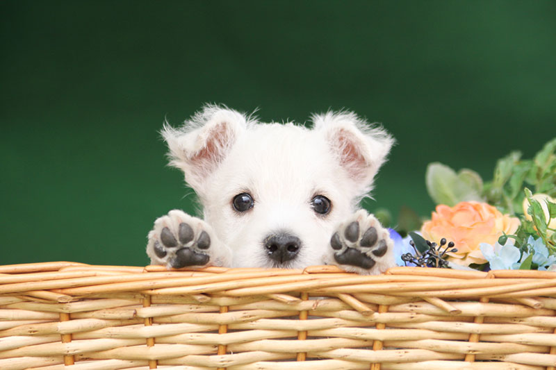 神奈川県相模原市南区のトリミングサロン Dog Total Care Benjiのサムネイル2枚目