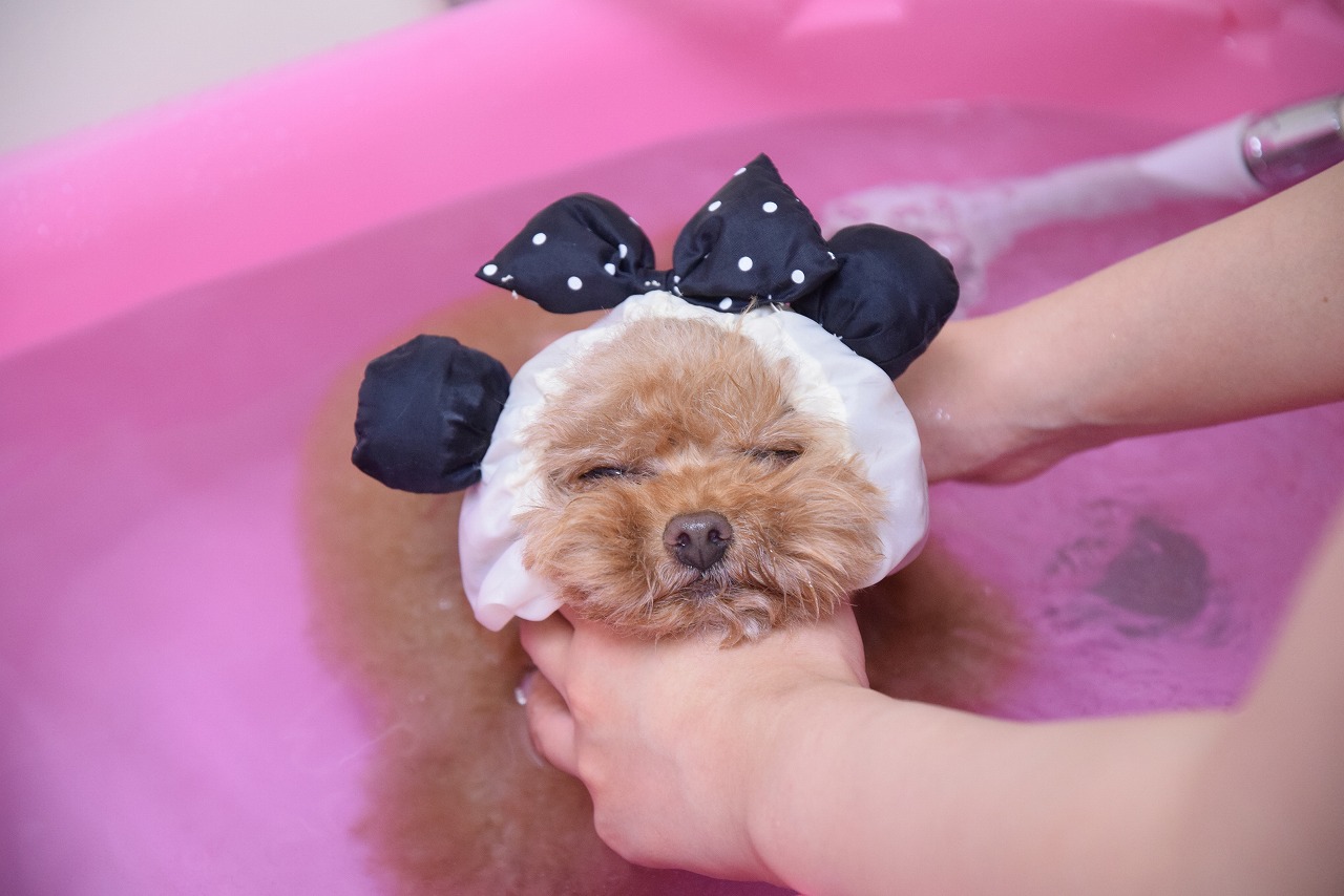 すべてのわんちゃんに炭酸泉シャワーを使用♪