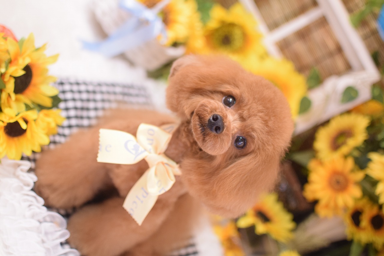 愛犬とずっと一緒に、可愛く・元気に・健康に。