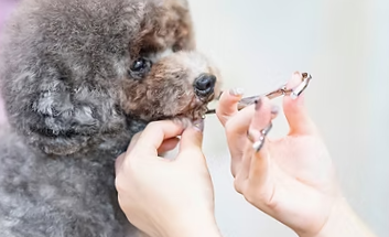犬猫の専門店べべ 2