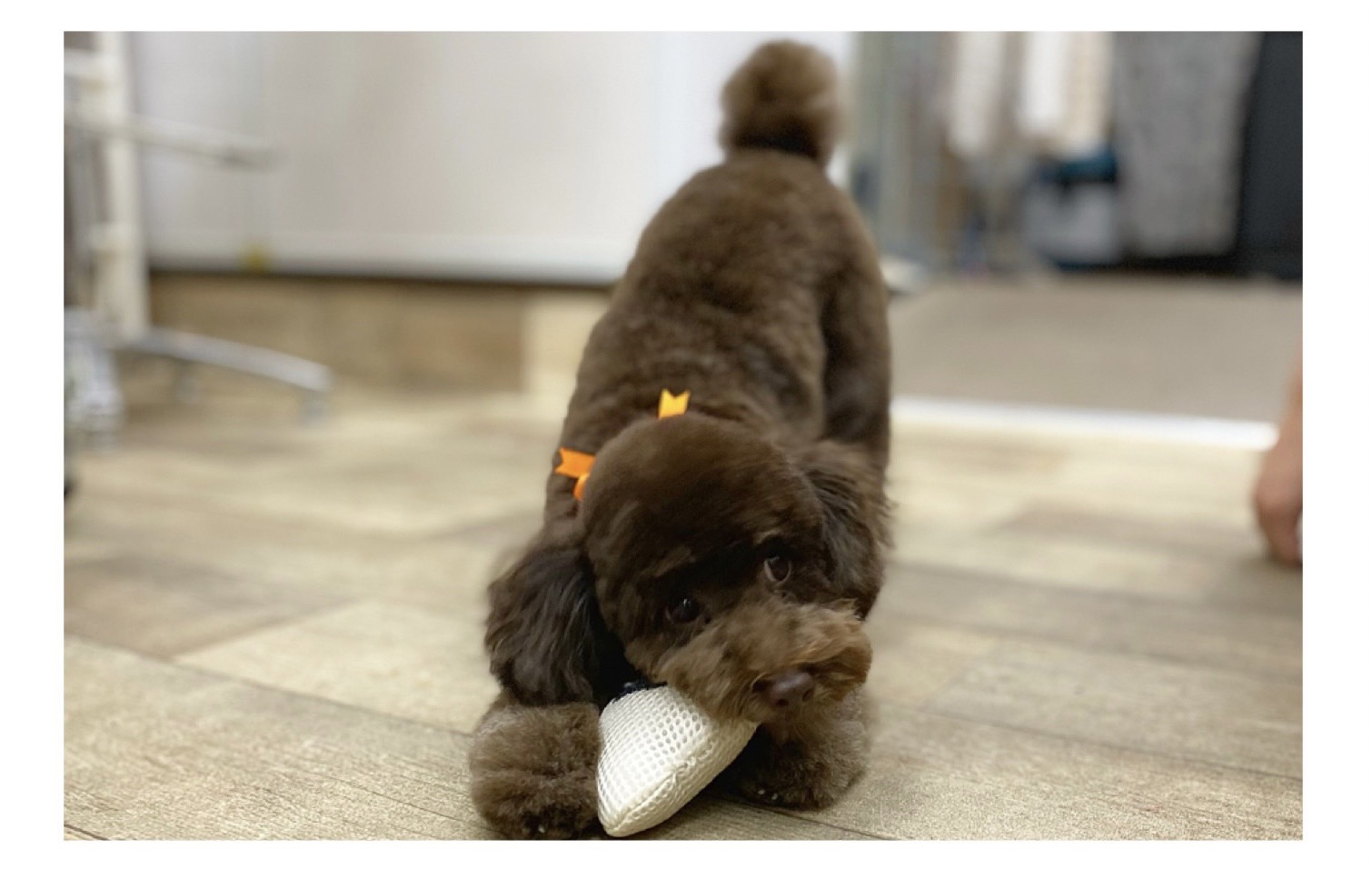 Dog Bellのこだわり‐2