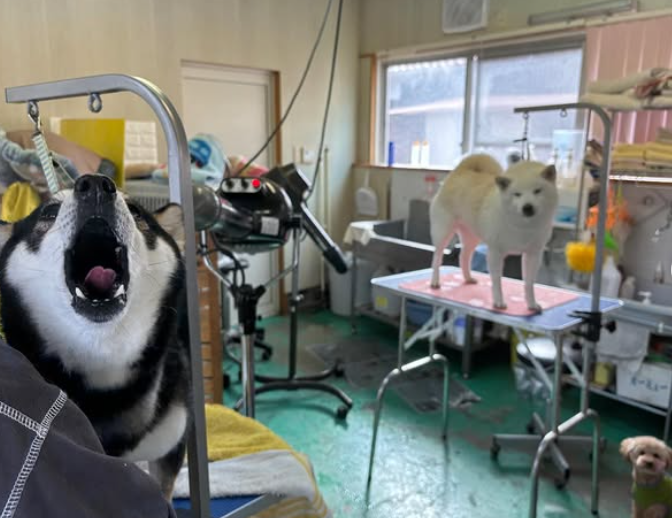 ドッグサロン トルソネル 4