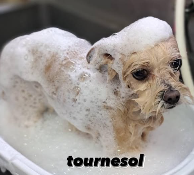 ドッグサロン トルソネル 2