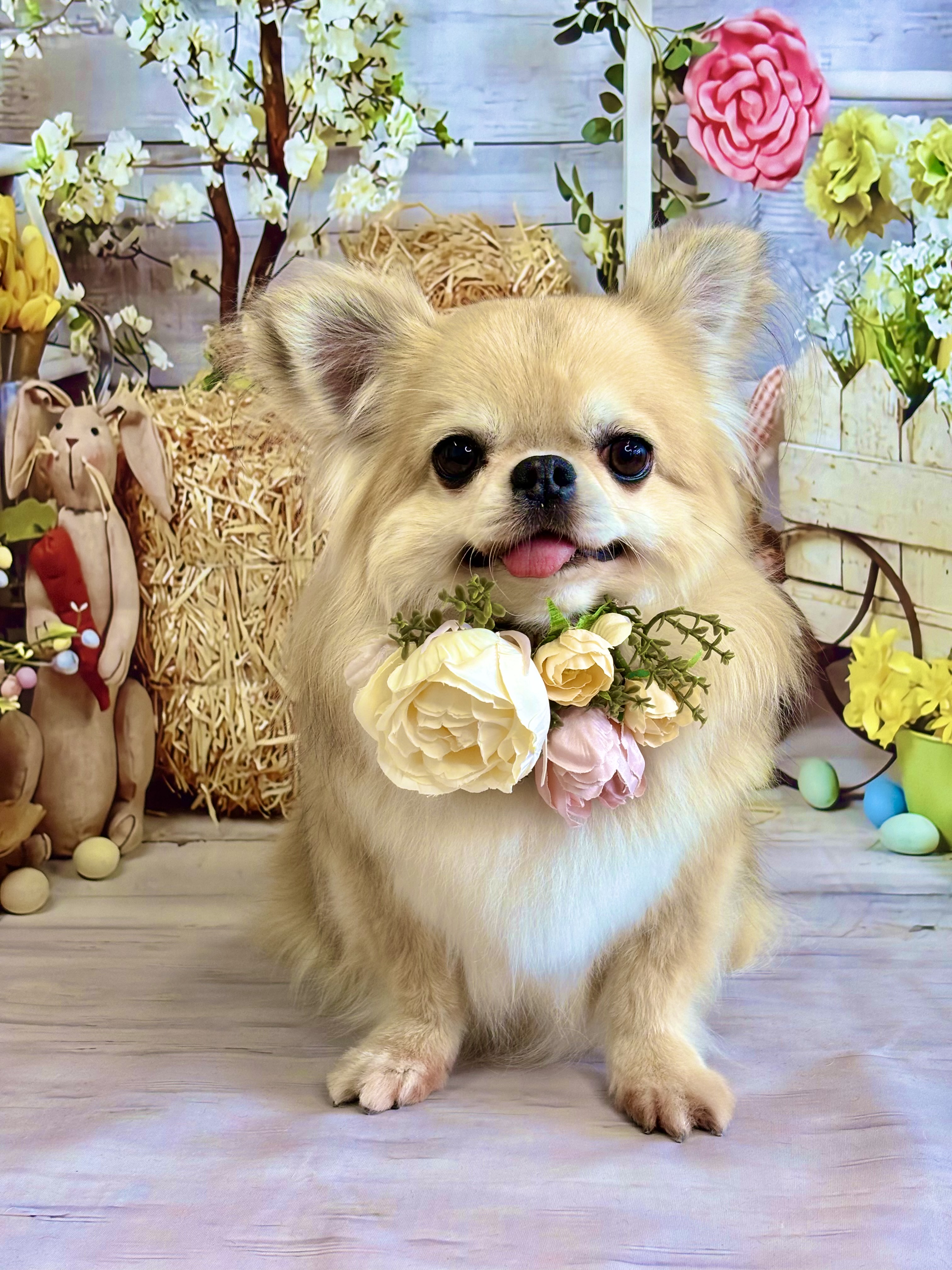 Dog Salon Cuore 2