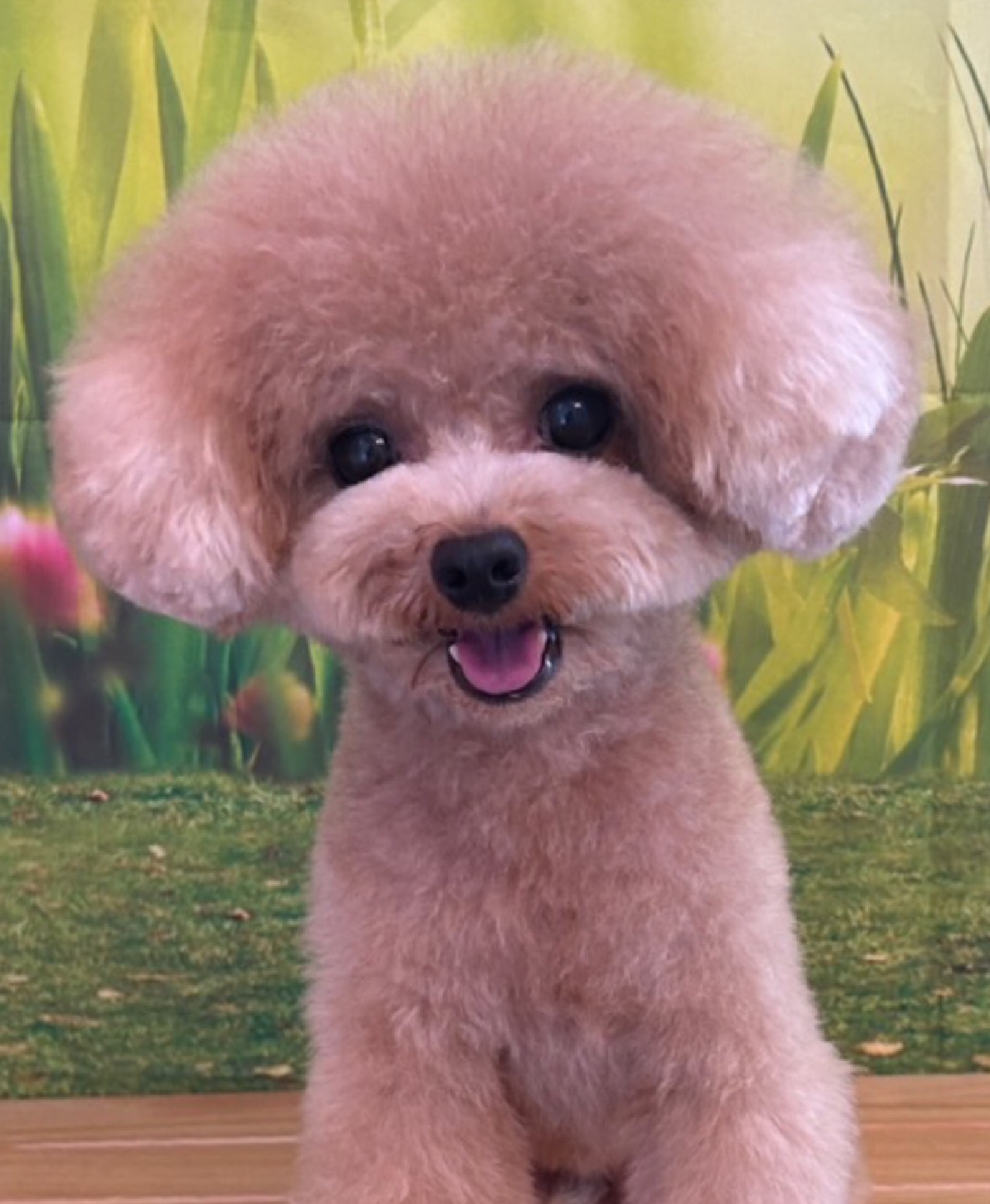 石川県野々市市のトリミングサロン おしゃれトリミングリボン野々市本店の2枚目