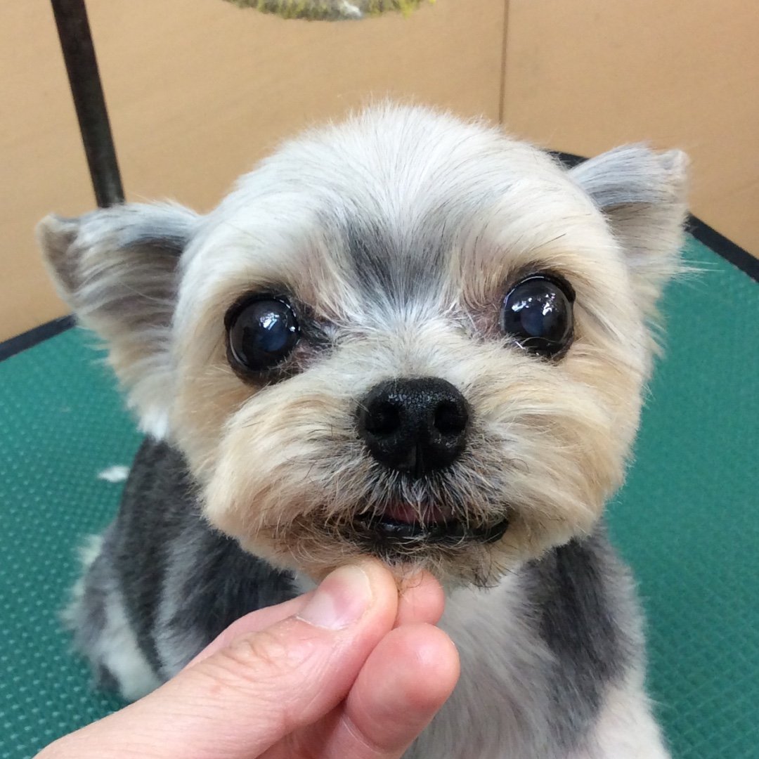 DOG LIKE SALON 1