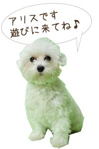 神奈川県開成町のトリミングサロン DOG　Vuisionのサムネイル2枚目