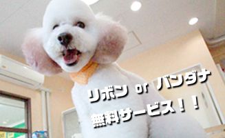 佐賀県佐賀市のトリミングサロン PET STUDIO 101　 鍋島店のサムネイル2枚目
