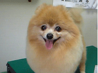 滋賀県大津市のトリミングサロン 愛犬のカットハウスみるくのサムネイル1枚目