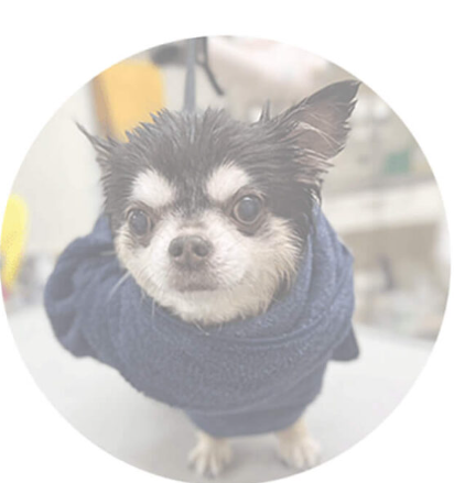 PUPPY HOUSEのサービス