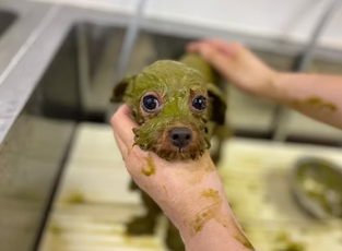 犬濯屋 川村 7
