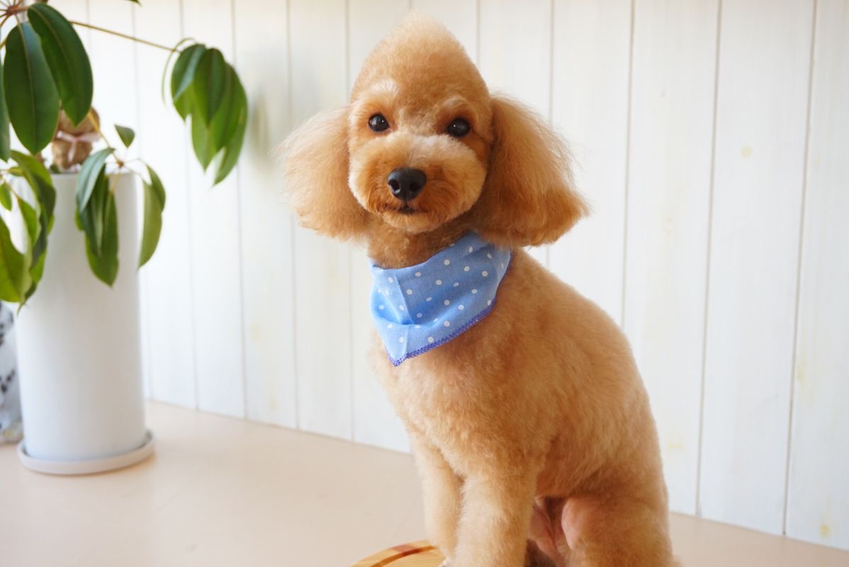 島根県浜田市のトリミングサロン Dog Salon Merciの5枚目