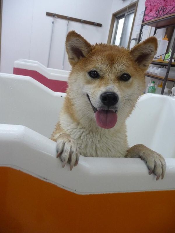 トリミングカット 犬のお風呂屋さん Happy Spa の1枚目