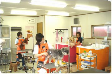 新潟県五泉市のトリミングサロン 犬のお風呂屋さん Happy Spa のサムネイル2枚目