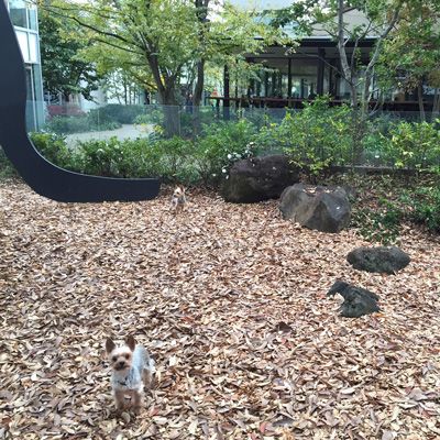 東京都渋谷区のトリミングサロン GREEN DOG　代官山の5枚目