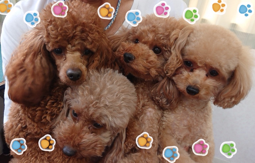 ペットサロンいぬ丸 3